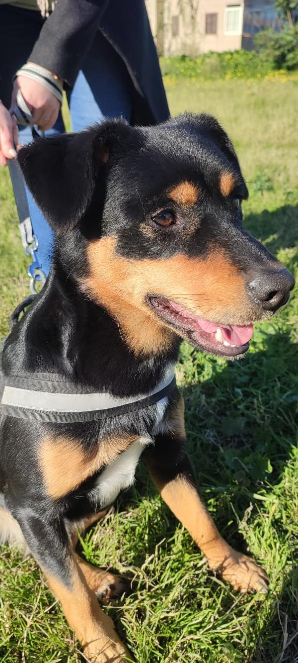 Nerone, Cagnolino Bellissimo Taglia Medio Piccola, 3 Anni